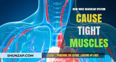 Vascular System: The Root of Muscle Tightness