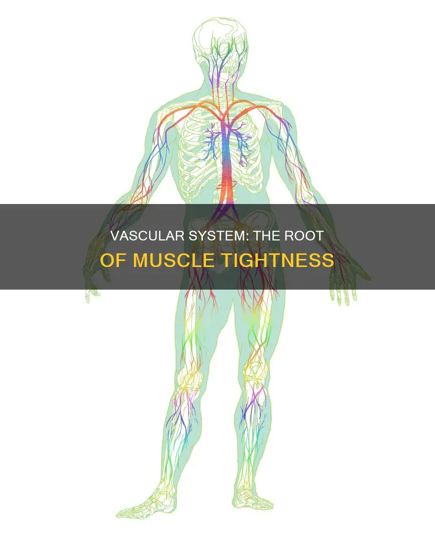 how does vascular system cause tight muscles