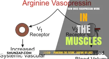 Vasopressin's Role in Muscle Function: Mechanism and Impact Explained