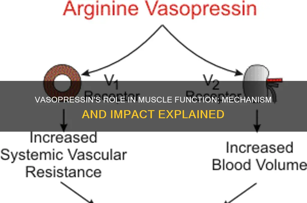 how does vasopressin work in the muscles