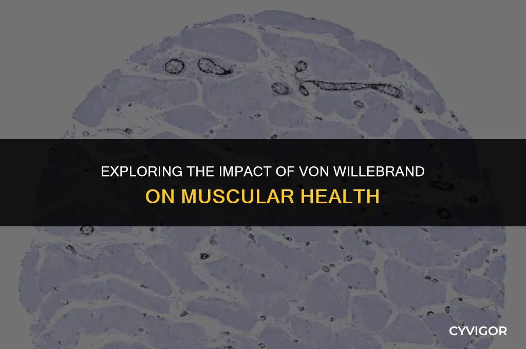 how does von willebrand affect the muscles
