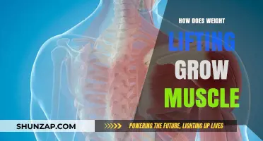 How Weight Lifting Fuels Muscle Growth: Science Explained