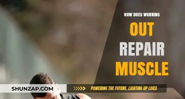 How Exercise Repairs and Rebuilds Muscle: The Science Explained
