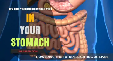Understanding Stomach Smooth Muscle Function: Digestion and Contraction Explained