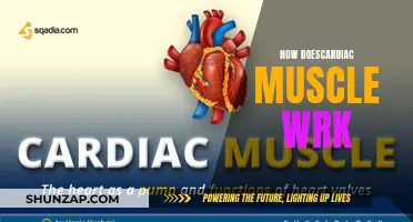 The Heart's Muscle: Understanding Cardiac Function