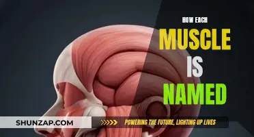 The Intriguing Names of Muscles: A Comprehensive Guide