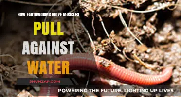 Earthworms' Movement: Muscles, Water, and Fluid Dynamics Explained