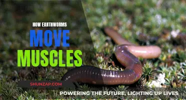 Earthworms' Muscular Movement: Understanding Their Unique Locomotion