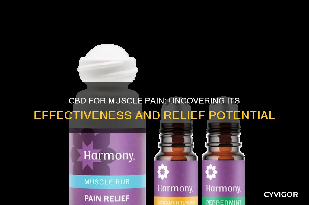 how effective is cbd for muscle pain