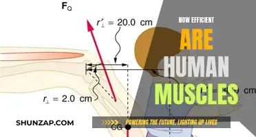 The Muscular Efficiency Enigma: Unlocking Human Potential