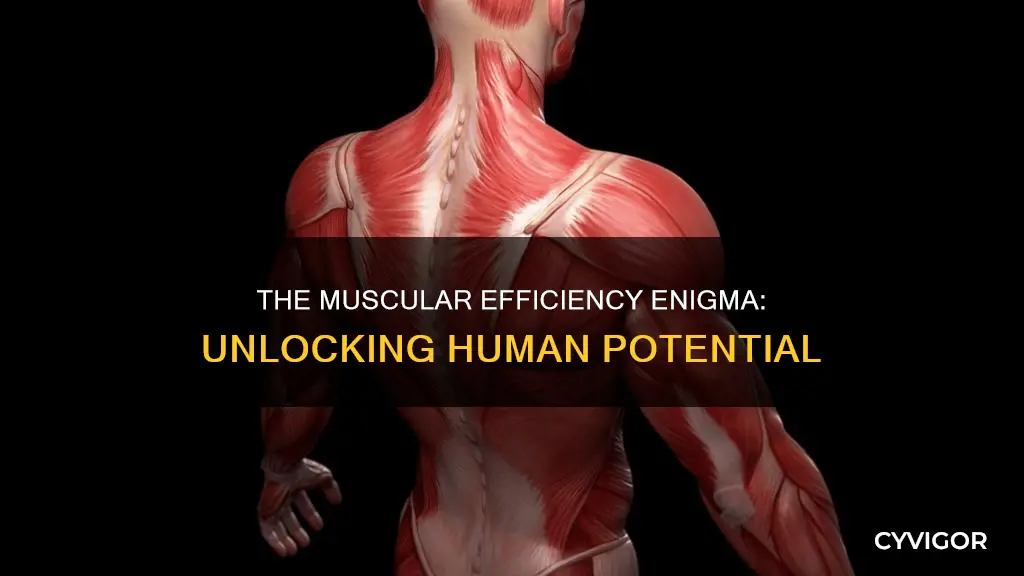 how efficient are human muscles