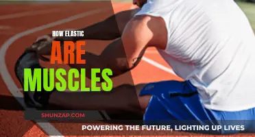 Exploring Muscle Elasticity: The Science of Stretch and Strength