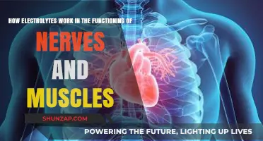 Electrolytes: Powering Nerve Signals and Muscle Contractions in the Body