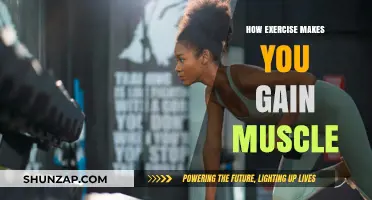 Unlocking Muscle Growth: The Science Behind Exercise and Strength Gains