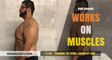 Unleashing Muscle Power: Understanding How Exercise Transforms Your Muscles