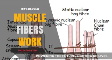Understanding Extrafusal Muscle Fibers: Function, Mechanism, and Role in Movement