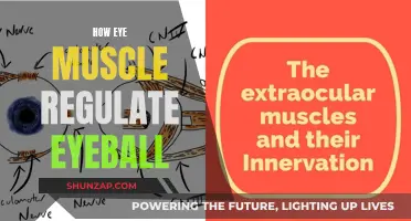 The Eye Muscle's Control Over Eyeball Movement
