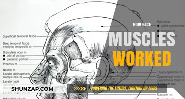 Understanding the Mechanics of Facial Muscles: How They Work and Move
