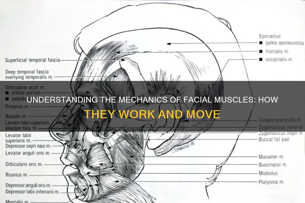 how face muscles worked
