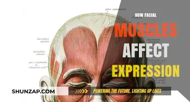 The Intricate Dance of Facial Muscles: Crafting Our Expressions
