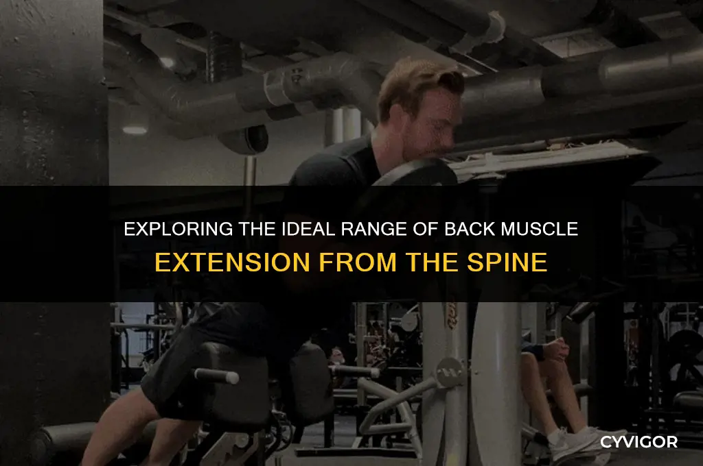how far should back muscles extend from spine