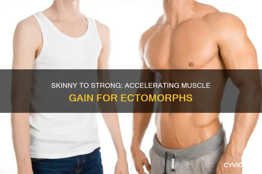 how fast can a skinny guy gain muscle