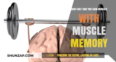 Muscle Memory: Accelerating Muscle Gain with Past Training Benefits