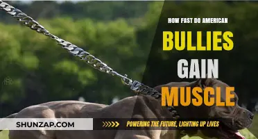 Rapid Muscle Growth in American Bullies: Training and Nutrition Tips