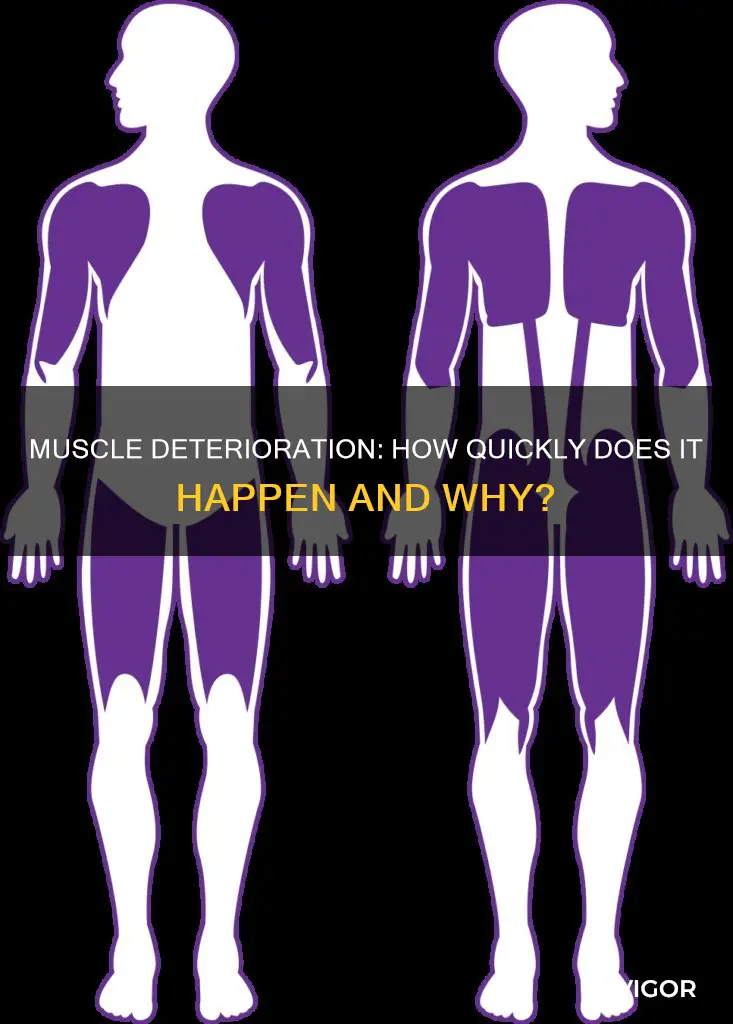 how fast do muscles deteriorate
