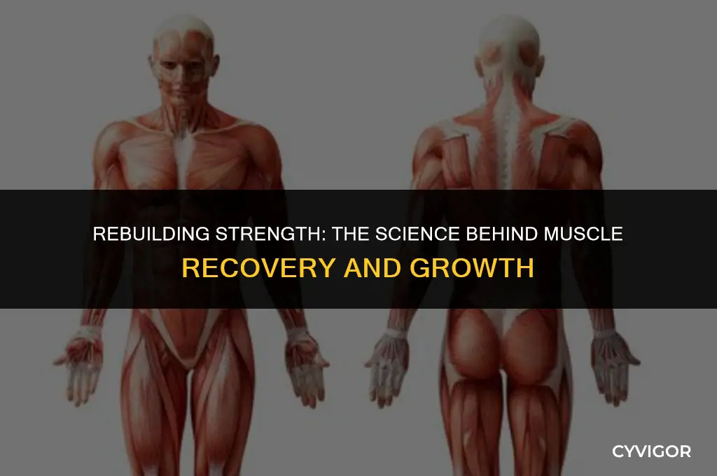 how fast do muscles grow back