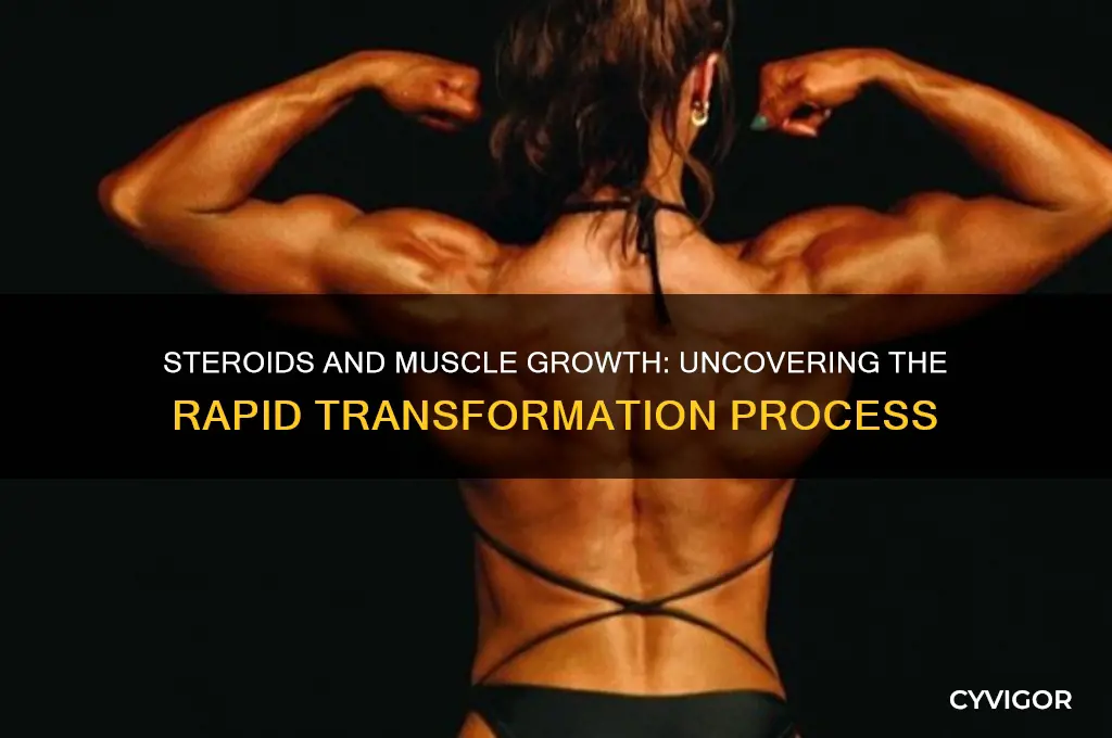 how fast do muscles grow on steroids