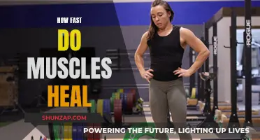 Muscle Recovery: Rapid Healing and Factors Affecting It