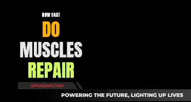 Muscle Repair: Understanding the Rapid Healing Process