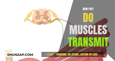 Muscle Response Speed: Understanding the Science Behind It