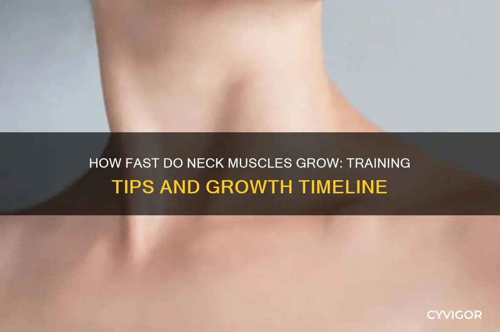 how fast do neck muscles grow