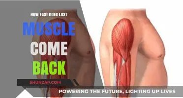 Regaining Lost Muscle: A Comprehensive Guide to Recovery and Rebuilding