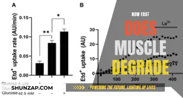 Muscle Degradation: How Quickly Does Strength Fade?