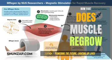 Muscle Recovery: How Fast Can You Regrow Atrophy?