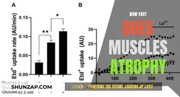 Understanding Muscle Atrophy: Rapid Loss and Prevention