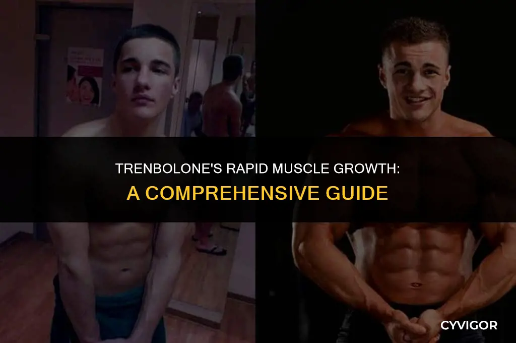 how fast does tren build muscle