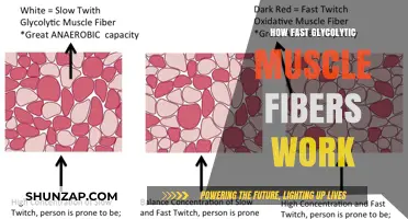 Unleashing Speed: How Glycolytic Muscle Fibers Power Rapid Movements