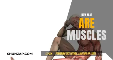 The Intriguing Flatness of Muscles Explained