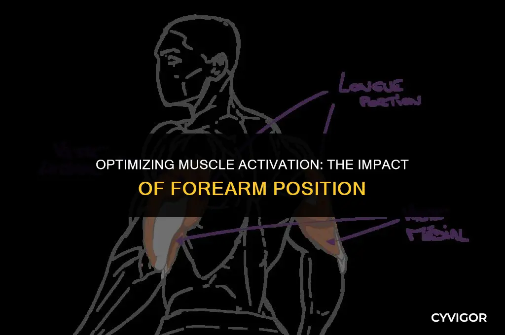 how forearm position affects muscle activation