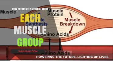 Optimal Muscle Group Training Frequency for Effective Strength and Growth
