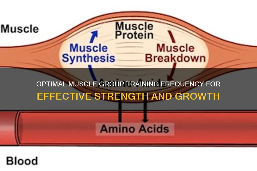 how frequently should i work each muscle group