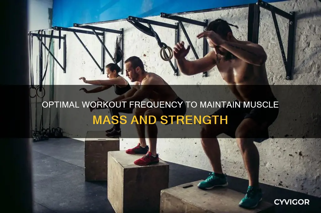 how frequently work out to not lose muscle