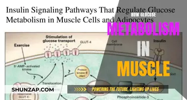 Glucose Metabolism: Muscle Energy Source Explained