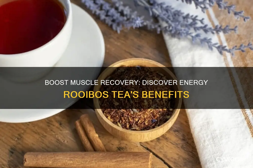 Boost Muscle Recovery: Discover Energy Rooibos Tea's Benefits | CyVigor