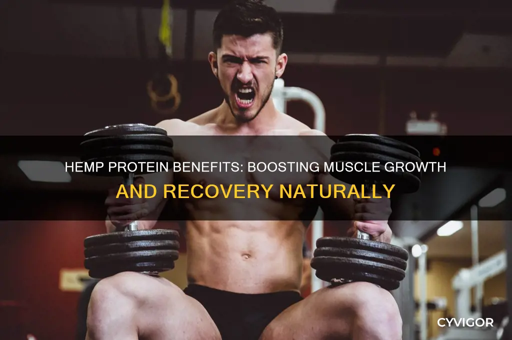 how good is hemp protein for muscle