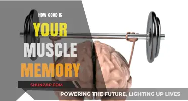 Unlocking Muscle Memory: How Strong Is Your Body's Recall?